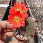 Rebutia senilis v. P 168 Quebrada Escoipe, Mal Paso, Argentinien