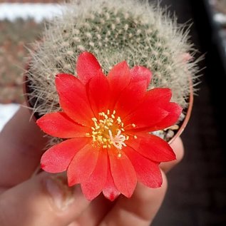 Rebutia senilis v. P 168 Quebrada Escoipe, Mal Paso, Argentinien