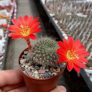 Rebutia senilis v. P 168 Quebrada Escoipe, Mal Paso, Argentinien