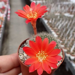 Rebutia senilis v. P 168 Quebrada Escoipe, Mal Paso, Argentinien