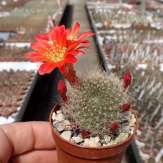 Rebutia senilis v. P 168 Quebrada Escoipe, Mal Paso, Argentinien