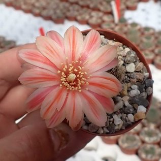 Rebutia setifera  WR 333b La Quiaca, Jujuy