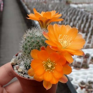 Rebutia simoniana  WR 739 Bolivien