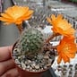 Rebutia simoniana  WR 739 Bolivien