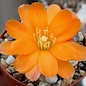 Rebutia simoniana  WR 739 Bolivien