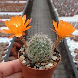 Rebutia simoniana  WR 739 Bolivien