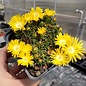 Delosperma congestum  cv. Golden Nugget      (dw)