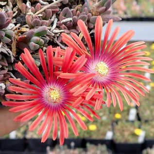 Delosperma cv. Flamme Neu       (dw)