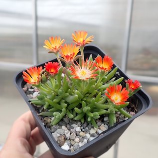 Delosperma cv. Hanna       (dw)