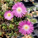 Delosperma nubigenum cv. Pinky  Lesotho    (dw)