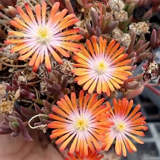 Delosperma cv. Orange Flame       (dw)