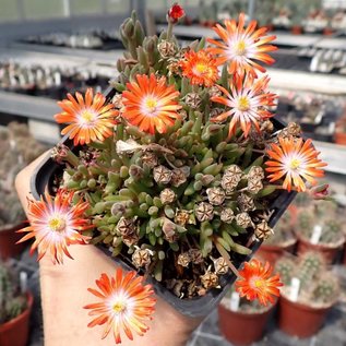 Delosperma cv. Orange Flame       (dw)