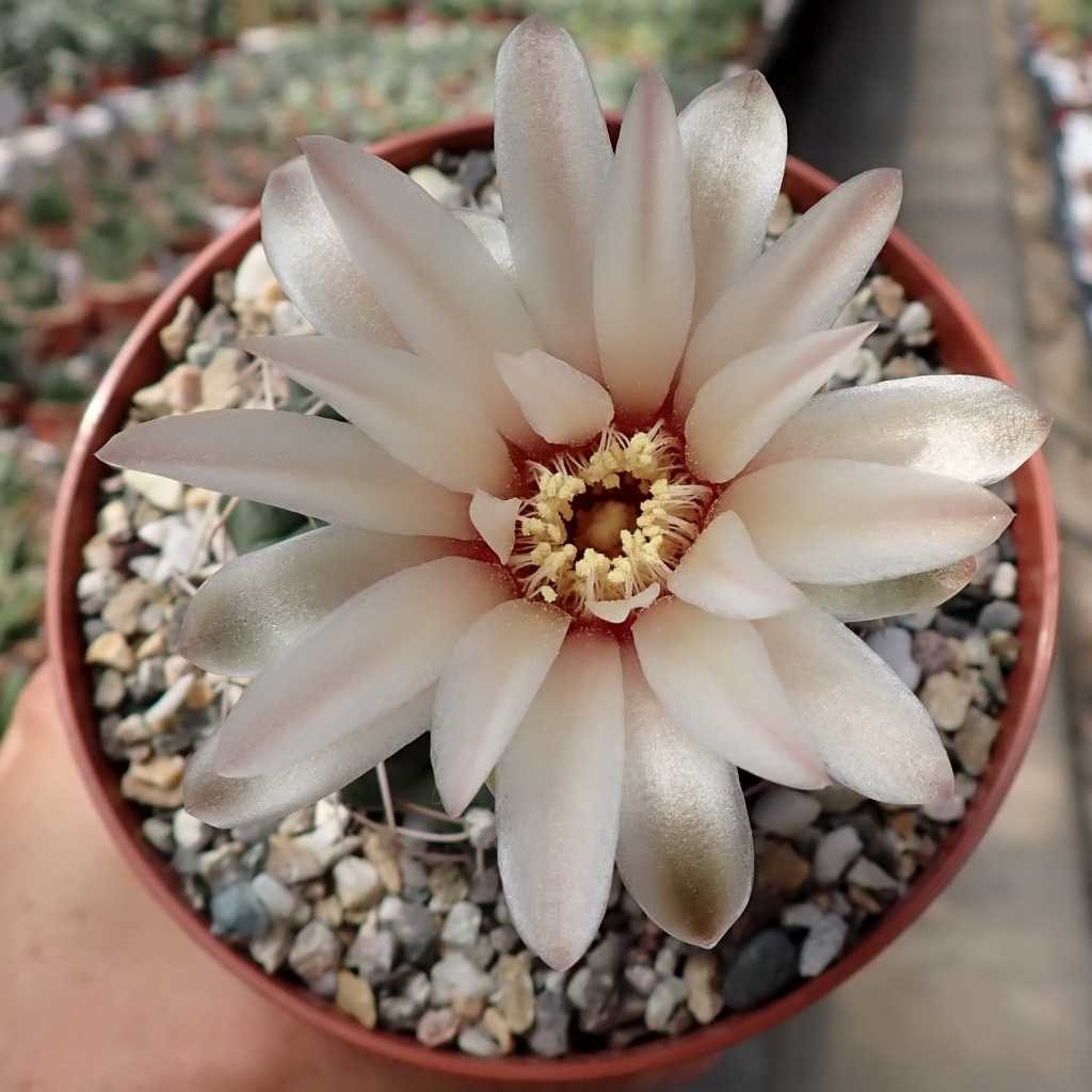 Gymnocalycium capillaense Uhlig Kakteen Über 5000 verschiedene Arten