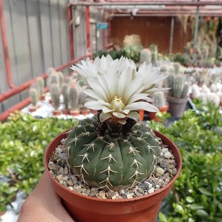 Gymnocalycium stellatum