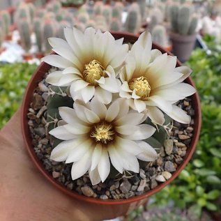 Gymnocalycium stellatum