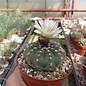 Gymnocalycium stellatum