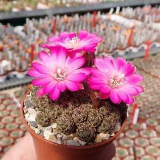 Sulcorebutia tarabucoensis f. minima