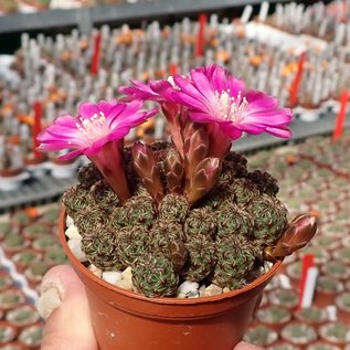 Sulcorebutia tarabucoensis f. minima