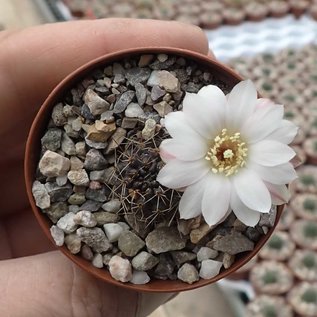 Rebutia leucanthema  WR 305