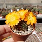 Rebutia margarethae v. L 554 Santa Victoria Pass, Jujuy/Salta, 3500 m