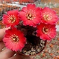 Rebutia pygmaea v. iscayachensis WK 841 3620 m, Bolivien