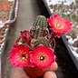 Rebutia pygmaea v. iscayachensis WK 841 3620 m, Bolivien