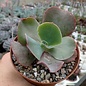 Echeveria gibbiflora