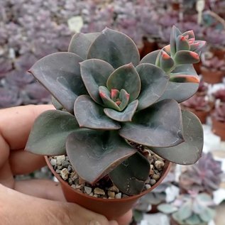 Echeveria cv. Chroma