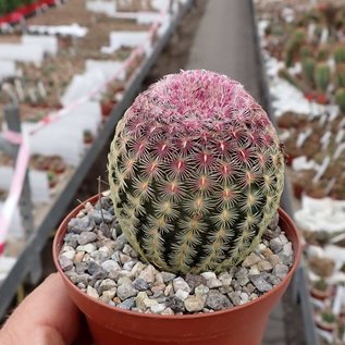 Echinocereus rigidissimus ssp. rubrispinus L 088 Sierra Obscura, 2000 m, Chihuahua, Mexiko