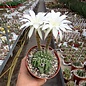 Echinopsis subdenudata       cristata