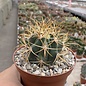 Ferocactus chrysacanthus