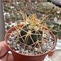 Ferocactus chrysacanthus