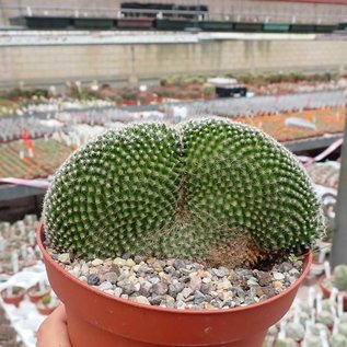 Mammillaria matudae     cristata