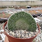 Mammillaria matudae     cristata