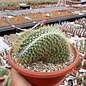 Mammillaria pringlei     cristata