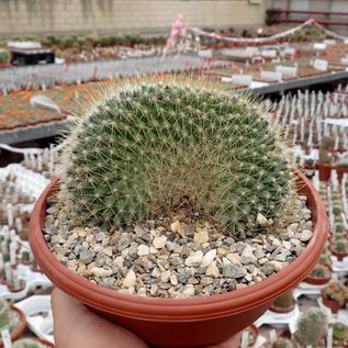 Mammillaria pringlei     cristata