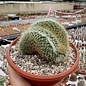 Mammillaria pringlei     cristata