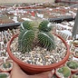 Mammillaria spinosissima Un Pico,     cristata