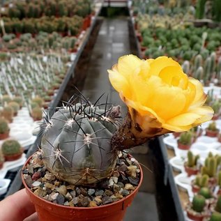 Acanthocalycium glaucum