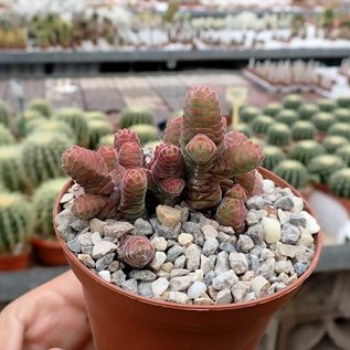 Crassula columella   Augradis Hills, RSA