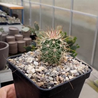 Echinocereus coccineus  SB 236 Jarilla, Mts., NM    (dw)