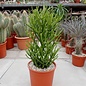 Euphorbia tirucallii   Bleistift-Wolfsmilch