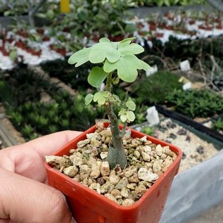 Adenia spinosa