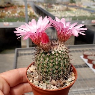 Notocactus roseiflorus  Schl. 150 Cuchilla, Yacare Dep., Uruguay