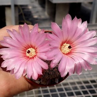 Notocactus roseiflorus  Schl. 150 Cuchilla, Yacare Dep., Uruguay