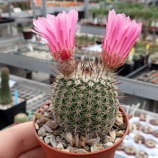 Notocactus roseiflorus  Schl. 150 Cuchilla, Yacare Dep., Uruguay