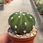 Echinopsis subdenudata