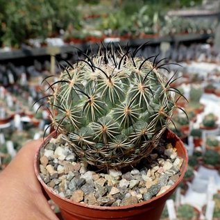 Coryphantha cornifera