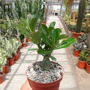 Adenium obesum Deep Red