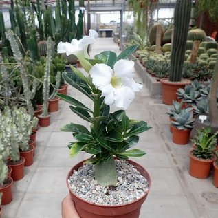 Adenium obesum  cv. Pure White